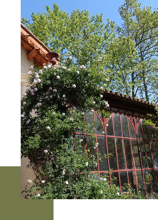Orangerie ancienne avec verrière entourée de rosiers en fleurs.